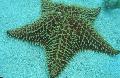 Photo Reticulate Sea Star, Caribbean Cushion Star  description