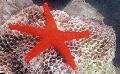 Photo Red Starfish  characteristics