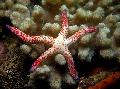 Photo Multiflora Starfish Dearg réaltaí farraige Cur síos