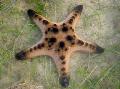 Photo Chocolate Chip Sea Star (Horned Sea Star)  description