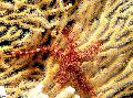 Photo Sponge Brittle Sea Star  characteristics