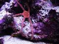 Photo Serpent Sea Star, Fancy Red, Southern Brittle Star  description