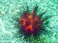 Foto Gewöhnlicher Urchin seeigel Beschreibung