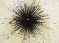 Urchin Farraige Longspine