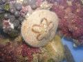Photo Sand Dollar (Sea Biscuit) urchins characteristics