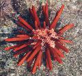 Photo Pencil Urchin  characteristics