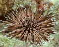 Photo Short-Soined Urchin (Rock Urchin)  characteristics