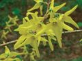   ყვითელი ბაღის ყვავილები Forsythia სურათი