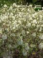   white Garden Flowers Witch alder, Fothergilla Photo