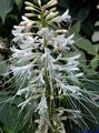   ホワイト 庭の花 カナメモチ / Photinia フォト
