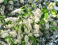   blanc les fleurs du jardin Merisier, Mirabelle / Prunus Padus Photo