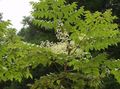   valkoinen Puutarhakukat Japanilainen Angelica Tree / Aralia kuva