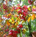   бордовый Садовые Цветы Яблоня / Malus Фото