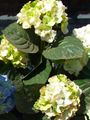 Foto Gemeinsame Hydrangea, Hydrangea Bigleaf, Französisch Hortensien Beschreibung