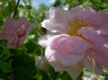   růžový Zahradní květiny Rosa fotografie