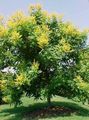 Foto Goldenen Regen Baum, Panicled Goldenraintree Beschreibung