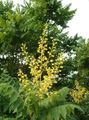  κίτρινος Λουλούδια κήπου Golden Tree Βροχή, Panicled Goldenraintree / Koelreuteria paniculata φωτογραφία