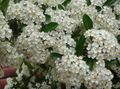   бял Градински цветове Ален Огън Трън / Pyracantha coccinea снимка