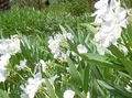   ホワイト 庭の花 セイヨウキョウチクトウ / Nerium oleander フォト