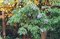   γαλάζιο Λουλούδια κήπου Σαμπούκο, Κόκκινο-Εγκύων Γέροντας / Sambucus φωτογραφία