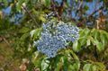   světle modrá Zahradní květiny Obyčejný Starší, Červeno-Berried Starší / Sambucus fotografie