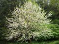 Foto Silver, Schneeglöckchen Baum,  Beschreibung