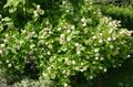   бял Градински цветове Buttonbush, Мед Камбани, Мед Топка, Бутон Върба / Cephalanthus снимка