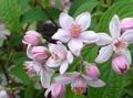   ružová Záhradné kvety Trojpuk / Deutzia fotografie