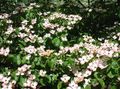   baltas Sodo Gėlės Kousa Sedula, Kinų Sedula, Japonų Sedula / Cornus-kousa Nuotrauka