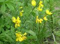  amarillo Flores de jardín Escoba Negra, Broomtops, Escoba Común, Escoba Europeo, Escoba Irlandés / Sarothamnus Foto