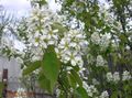   bijela Vrtne Cvjetovi Merala, Snježne Mespilus / Amelanchier Foto
