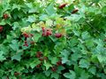   weiß Gartenblumen European Cranberry Schneeball, Schneeball-European Busch, Schneeball / Viburnum Foto
