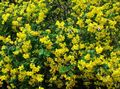   yellow Garden Flowers Bladder senna / Colutea Photo