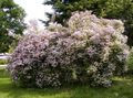   розов Градински цветове Красота Буш / Kolkwitzia снимка