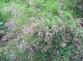   růžový Zahradní květiny Keř Bush Jetel / Lespedeza fotografie