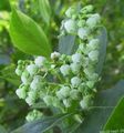   branco Flores do Jardim Maleberry / Lyonia foto
