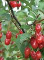   rumena Vrtno Cvetje Oleaster, Češnja Silverberry, Goumi, Srebrna Buffaloberry / Elaeagnus fotografija