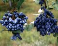   tamsiai mėlyna Sodo Gėlės Oregonas Vynuogių, Oregonas Vynuogių Holly, Holly Salotinės Raugerškio / Mahonia Nuotrauka