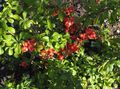 Photo Flowering quince description