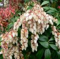   blanco Flores de jardín Pieris Japonés, Andromeda, Lirio Del Valle, Arbusto Fetterbush, Andromeda Montaña, Pieris Montaña Foto