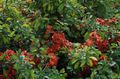   қызыл Бақша Гүлдер Жапон Айва (Chaenomeles Жапон) / Chaenomeles-japonica Фото