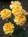 Photo Grandiflora rose description