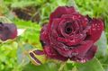   burgundy garður blóm Hybrid Tea Rose / Rosa mynd