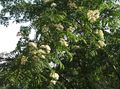   белы Садовыя Кветкі Рабіна / Sorbus aucuparia фота