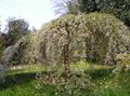   biały Ogrodowe Kwiaty Prunus, Śliwa zdjęcie
