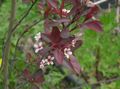  ホワイト 庭の花 サクラ属、梅 / Prunus フォト