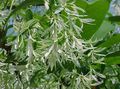   bianco I fiori da giardino Albero Frangia, La Barba Vecchio, Grancy Graybeard / Chionanthus foto