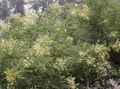   blanc les fleurs du jardin Sophora Japonais, Chercheur-Arbre Photo