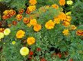   oranžový Záhradné kvety Nechtík / Tagetes fotografie