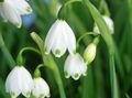   ホワイト 庭の花 春の雪の結晶、st。アグネス '花 / Leucojum フォト